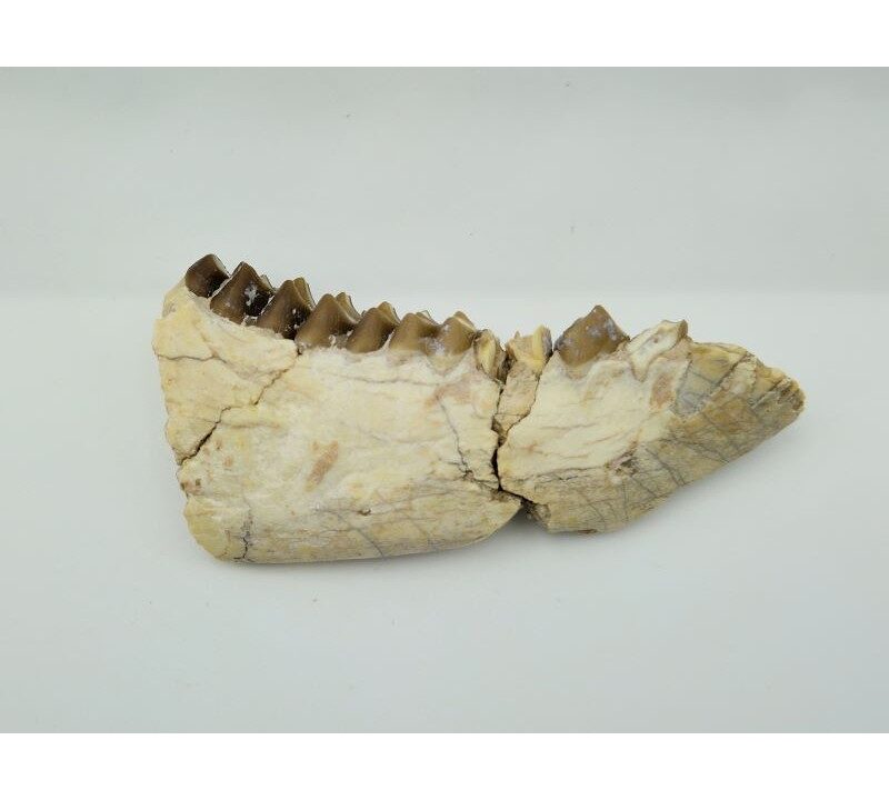 Oréodont (Merycoidodon gracilis)