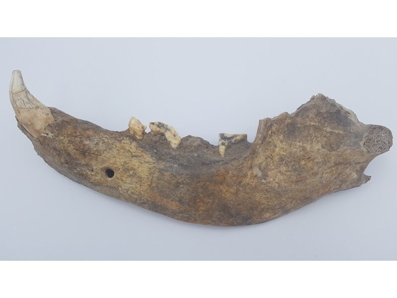 Ours des cavernes (Ursus spelaeus) 2