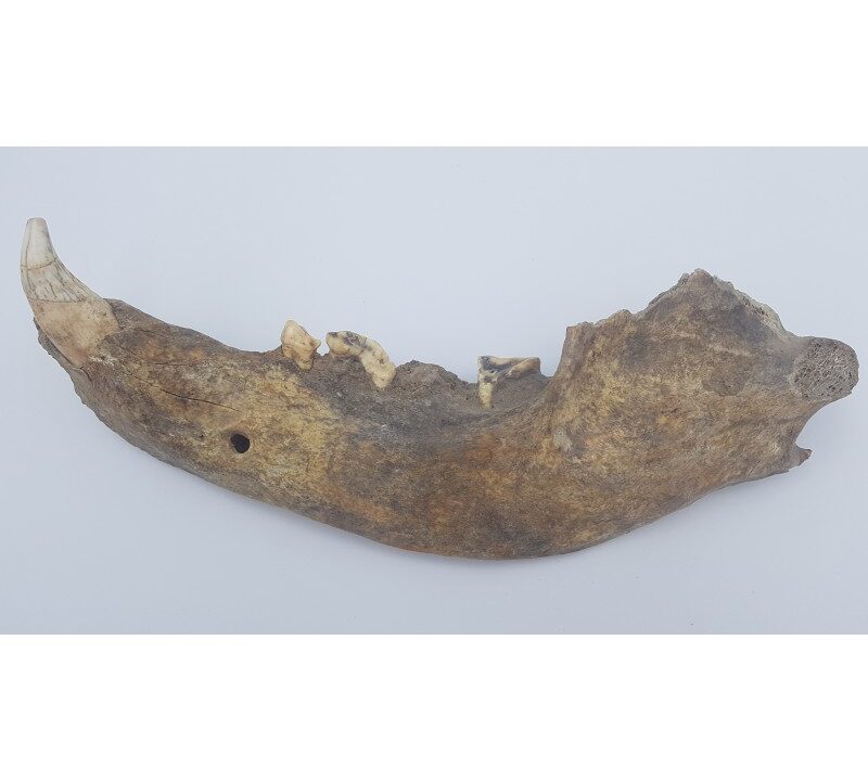 Ours des cavernes (Ursus spelaeus) 2