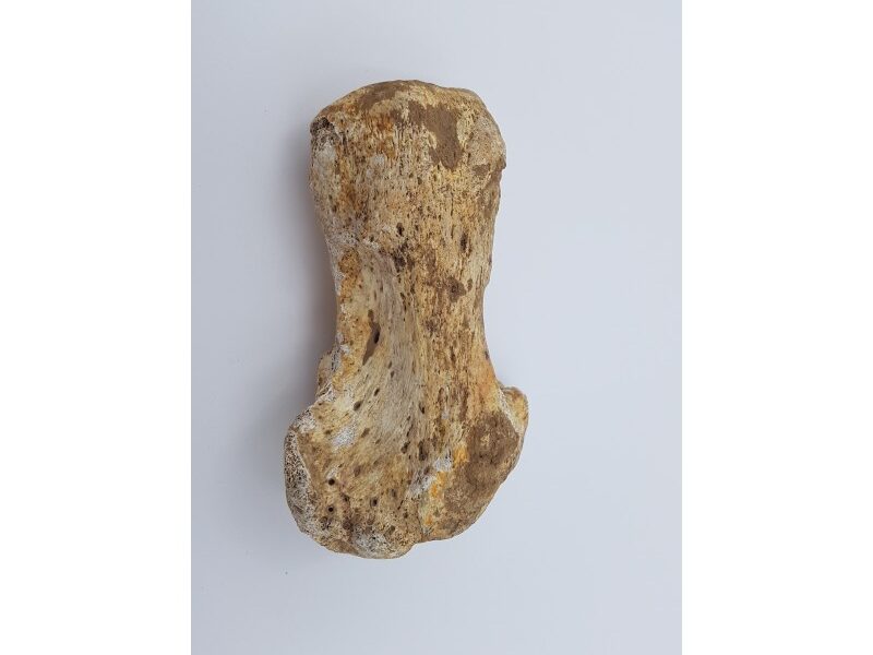 Ours des cavernes (Ursus spelaeus) 5
