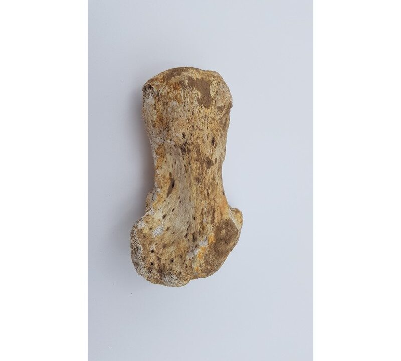 Ours des cavernes (Ursus spelaeus) 5