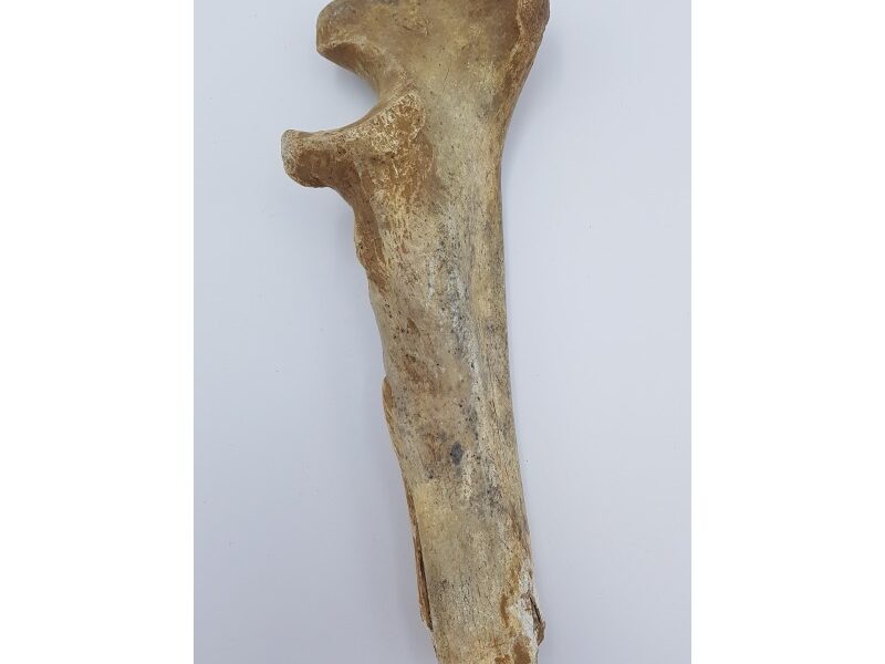 Ours des cavernes (Ursus spelaeus) 6