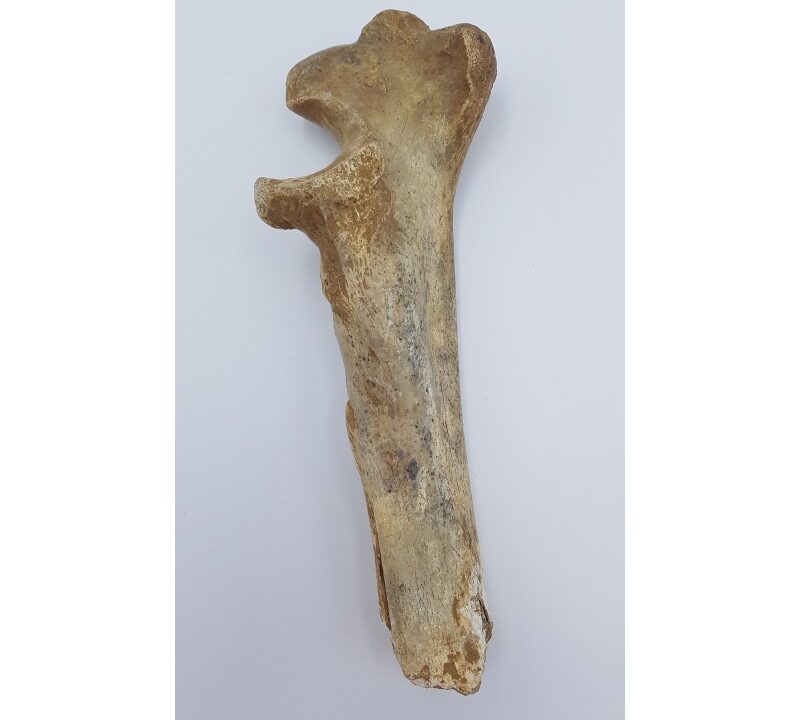 Ours des cavernes (Ursus spelaeus) 6