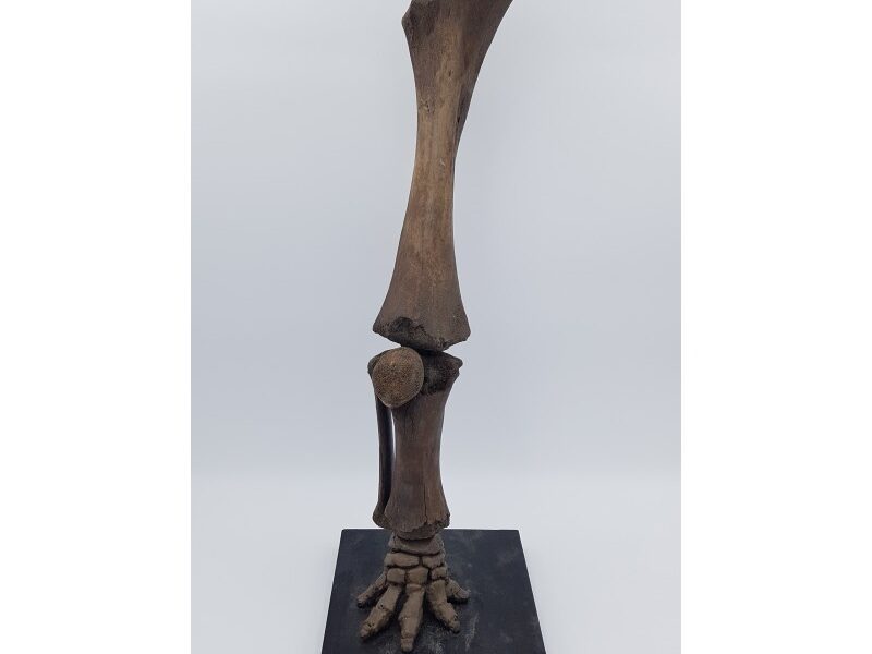 Patte de mammouth laineux (Mammuthus primigenius)