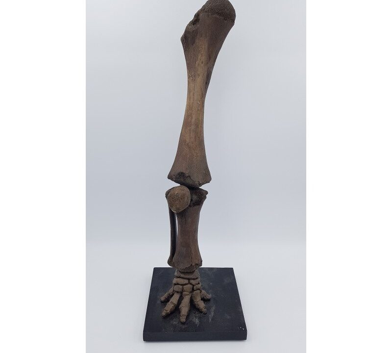 Patte de mammouth laineux (Mammuthus primigenius)