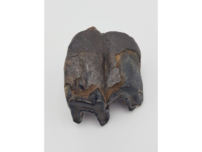 Rhinocéros laineux (Coelodonta antiquitatis)