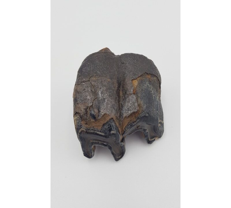 Rhinocéros laineux (Coelodonta antiquitatis)