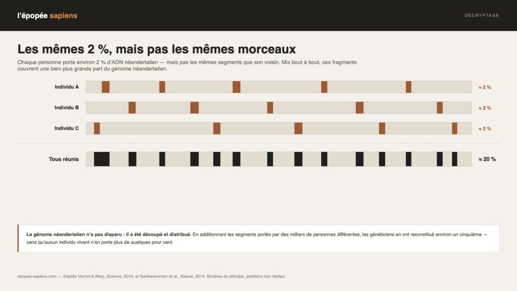 Schéma : segments d’ADN néandertalien répartis chez trois individus puis cumulés