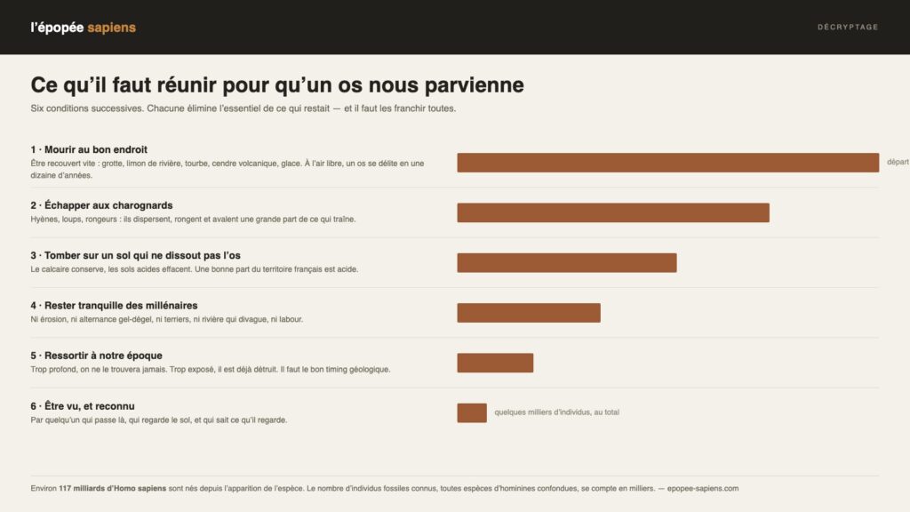 Schéma des six conditions successives de la conservation d’un os