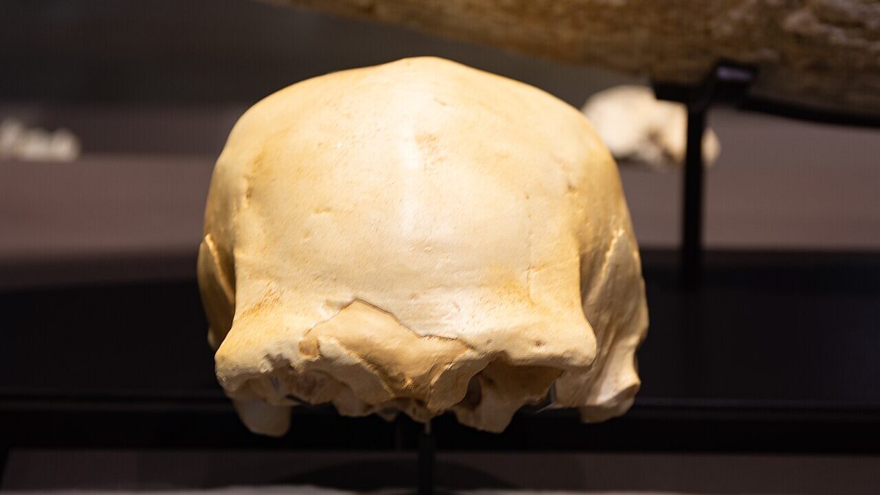 Répliques de crânes de la Sima de los Huesos, Atapuerca