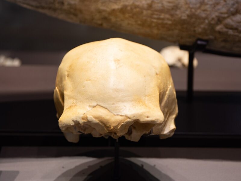 Répliques de crânes de la Sima de los Huesos, à Atapuerca. Ces individus appartiennent à une seule population, une branche parmi la vingtaine d’espèces humaines connues.