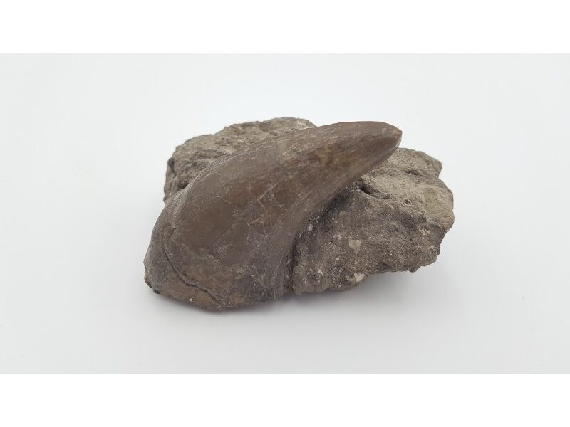 Tapir primitif (Lophiodon. sp)