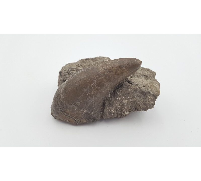 Tapir primitif (Lophiodon. sp)