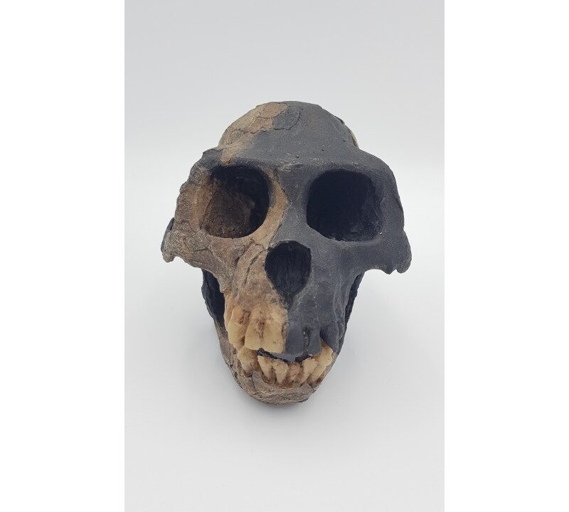 Moulage : crâne d’Ardipithecus ramidus