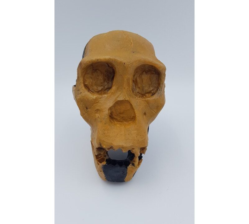 Moulage : crâne d’Australopithecus sediba