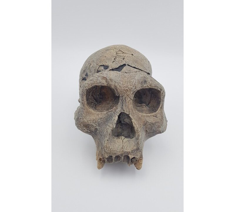Moulage : crâne de l’Homme de Dmanissi (Homo georgicus)