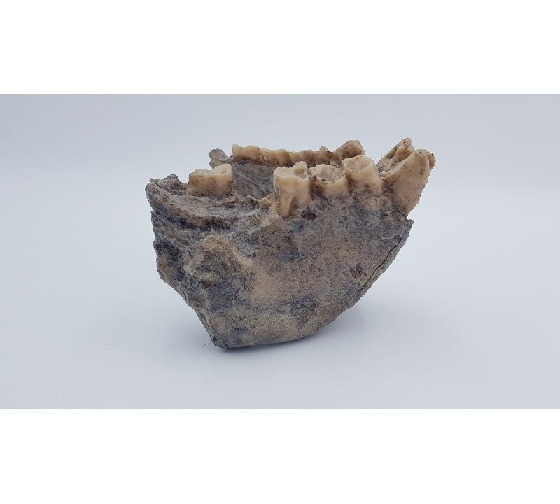 Moulage : mandibule de Gigantopithecus blacki