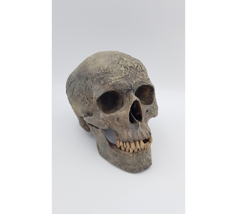 Moulage : crâne d’Homme actuel (Homo sapiens)