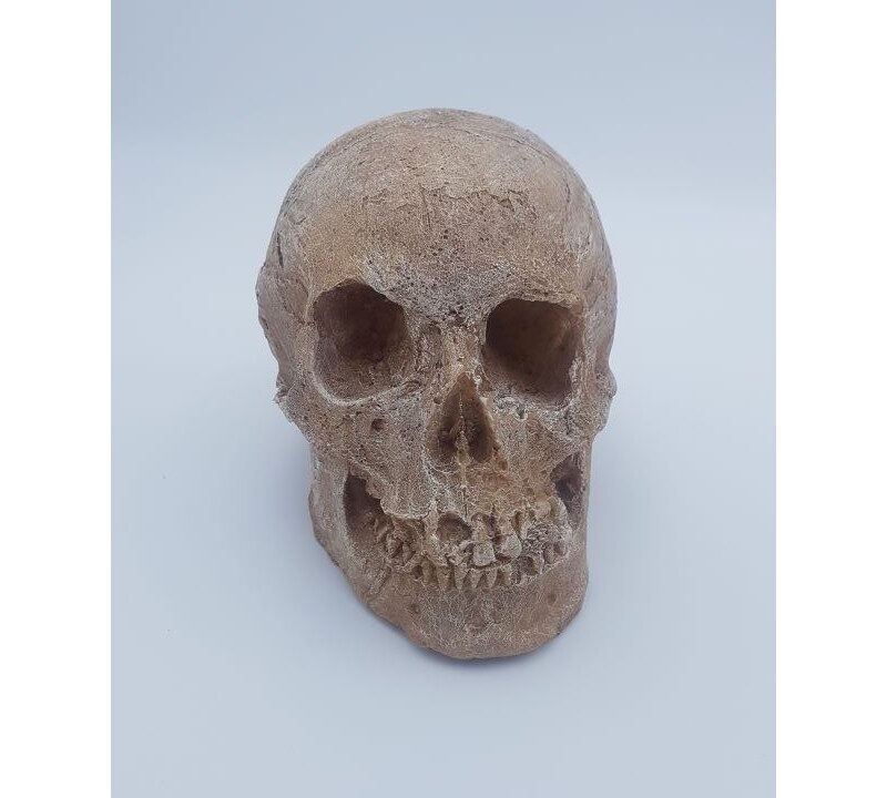 Moulage : crâne d’Homme moderne (Homo sapiens)