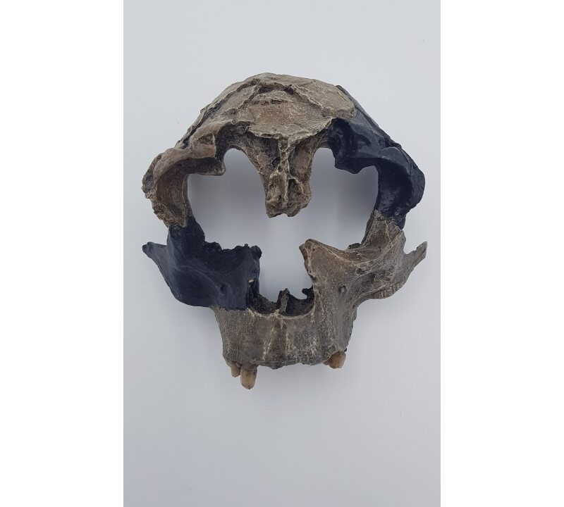 Moulage : crâne d’Homo antecessor