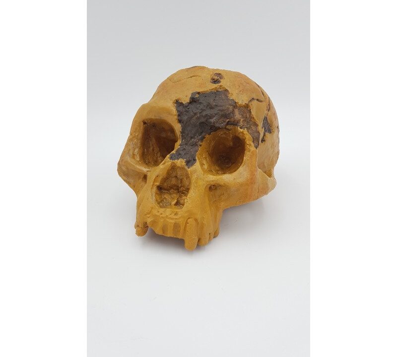 Moulage : crâne de l’Homme de Florès (Homo floresiensis)