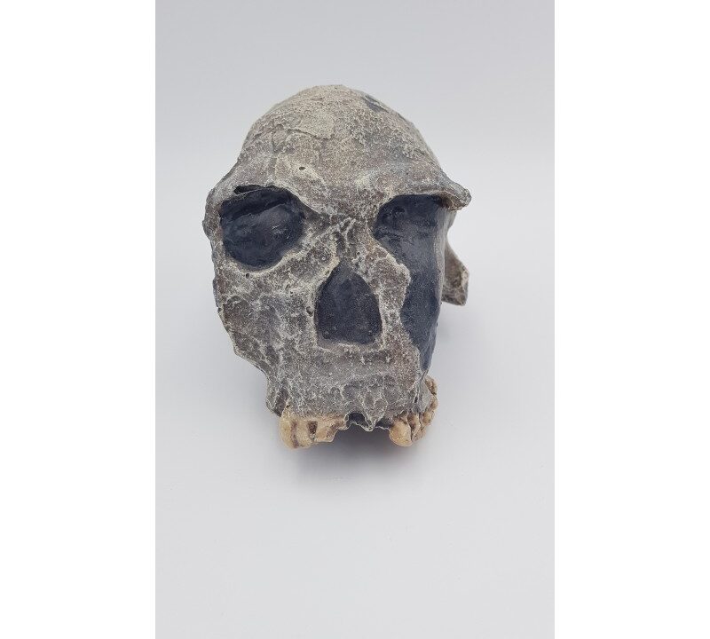 Moulage : crâne KNM-ER 1813 (Homo habilis)
