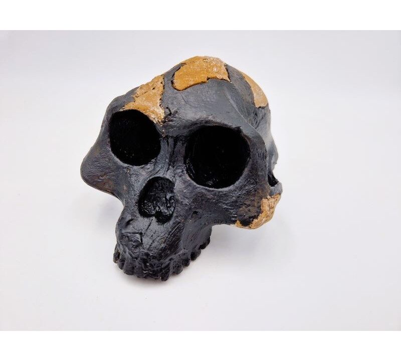Moulage : crâne de Lucy (Australopithecus afarensis)