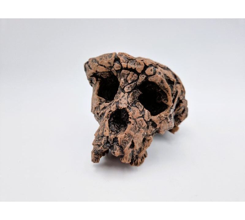 Moulage : crâne de Toumaï (Sahelanthropus tchadensis)