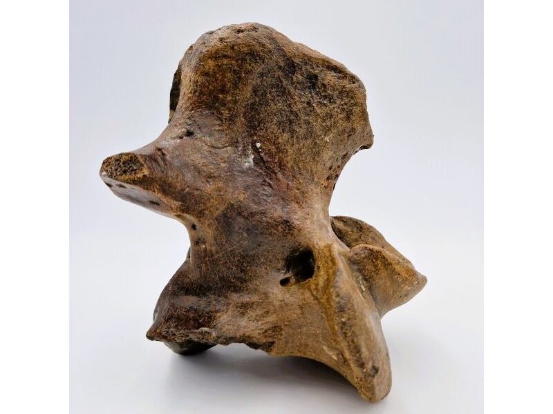 Vertèbre de bison (Bison priscus)