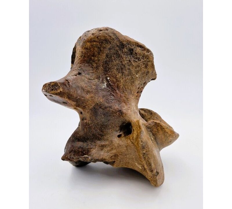 Vertèbre de bison (Bison priscus)