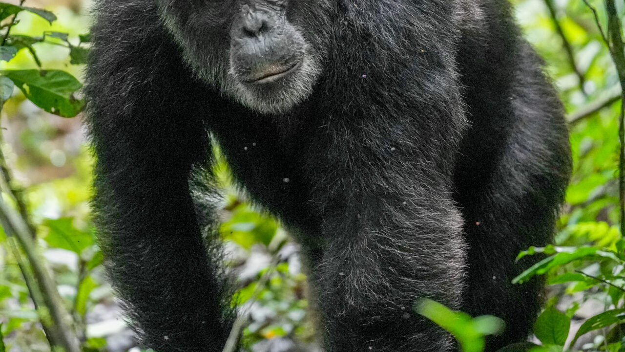 Chimpanzé marchant dans le parc national de Kibale, en Ouganda. Sa marche bipède ressemble à la nôtre de loin ; mesurée, elle en diffère beaucoup.