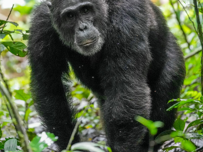 Chimpanzé marchant dans le parc national de Kibale, en Ouganda. Sa marche bipède ressemble à la nôtre de loin ; mesurée, elle en diffère beaucoup.