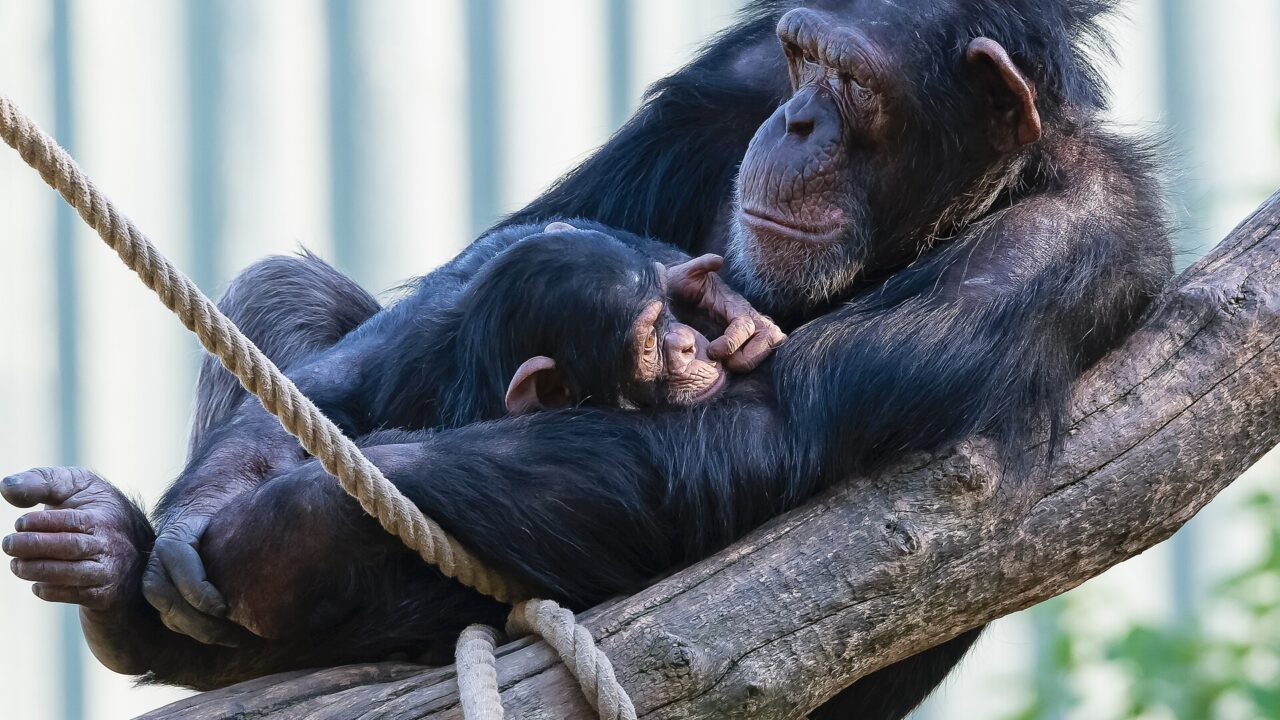 Une femelle chimpanzé et son petit. Le transport du cadavre est documenté dans plus de quarante espèces de primates.