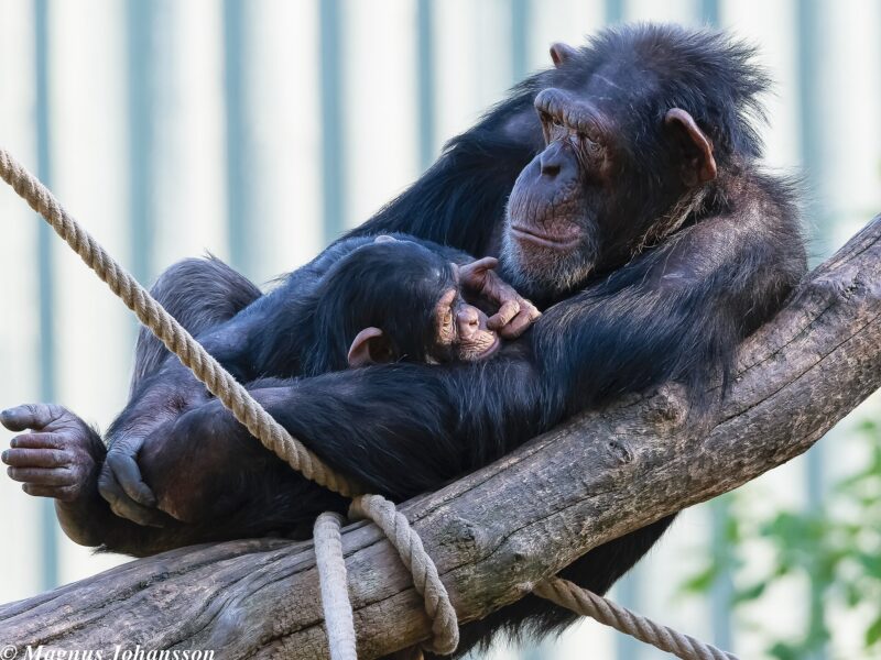 Une femelle chimpanzé et son petit. Le transport du cadavre est documenté dans plus de quarante espèces de primates.