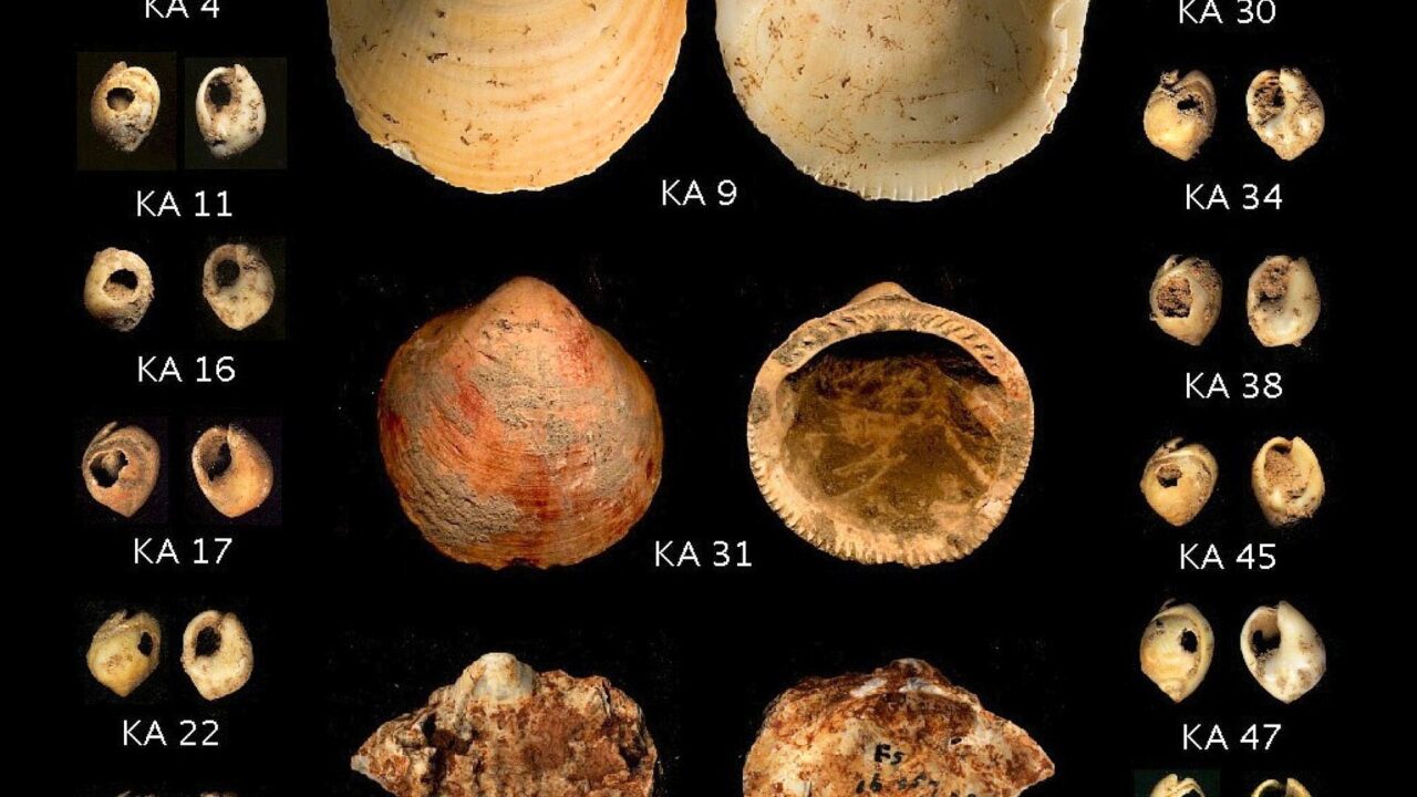 Coquillages marins percés du Paléolithique supérieur du Levant, comparables à ceux d’Üçağızlı.