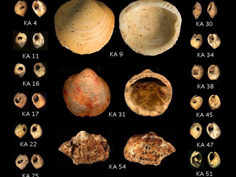 Coquillages marins percés du Paléolithique supérieur du Levant, comparables à ceux d’Üçağızlı.