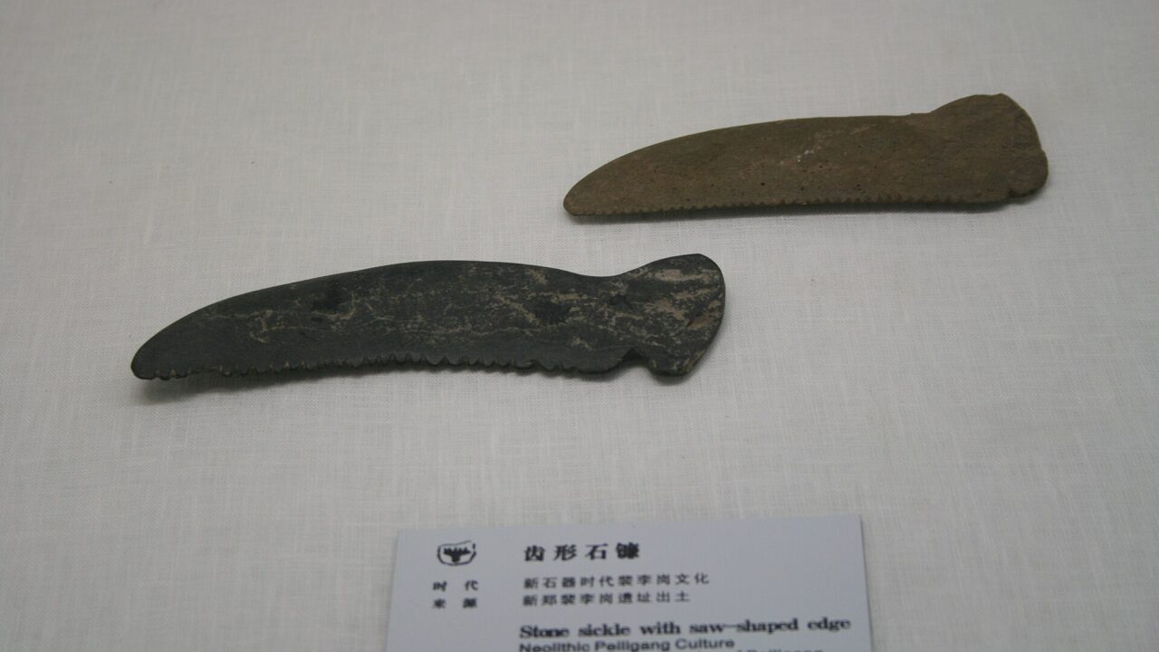 Faucilles de pierre à tranchant denté de la culture de Peiligang, exhumées à Xinzheng (Henan) et conservées au musée de Zhengzhou. C’est ce type de lame polie dont l’étude réexamine l’usage.