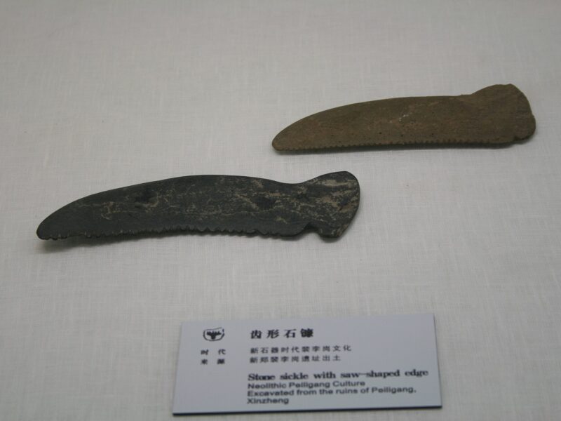 Faucilles de pierre à tranchant denté de la culture de Peiligang, exhumées à Xinzheng (Henan) et conservées au musée de Zhengzhou. C’est ce type de lame polie dont l’étude réexamine l’usage.