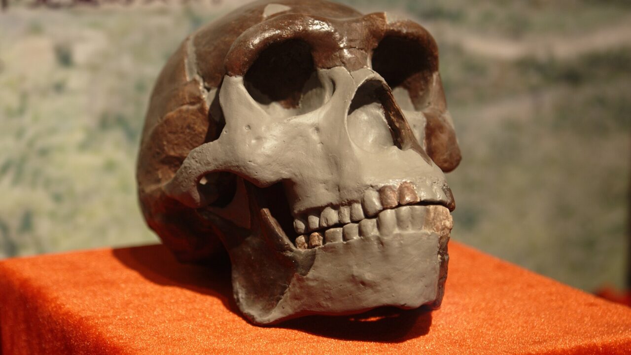 Réplique du crâne de l’homme de Pékin, Homo erectus de Zhoukoudian, l’un des trois sites dont proviennent les dents étudiées.