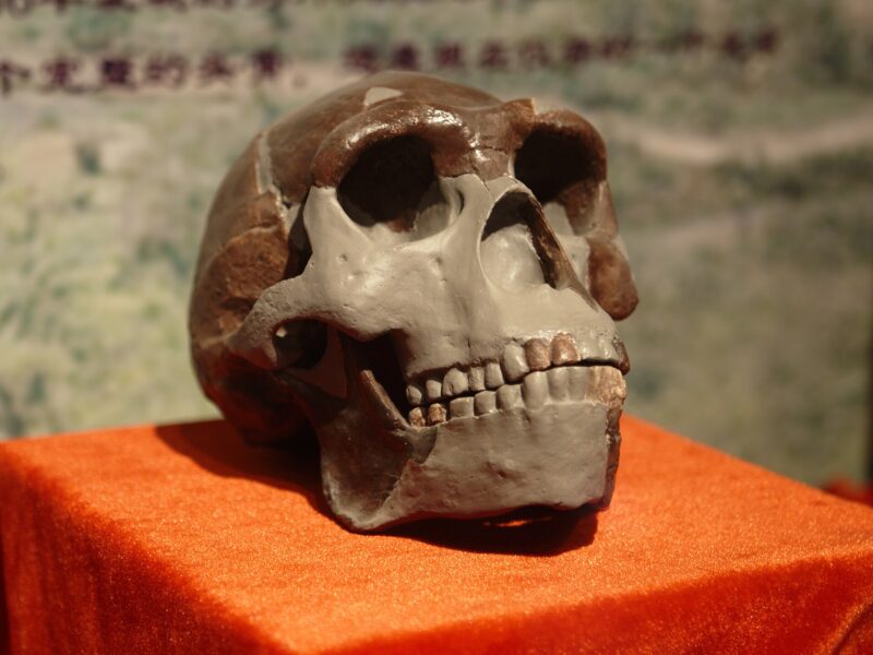 Réplique du crâne de l’homme de Pékin, Homo erectus de Zhoukoudian, l’un des trois sites dont proviennent les dents étudiées.