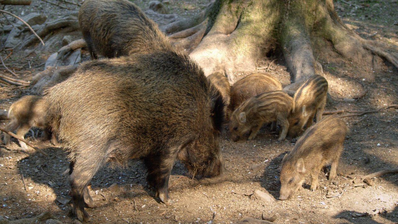 Une laie et ses marcassins. Sus scrofa est l’espèce dont descendent tous les cochons domestiques.