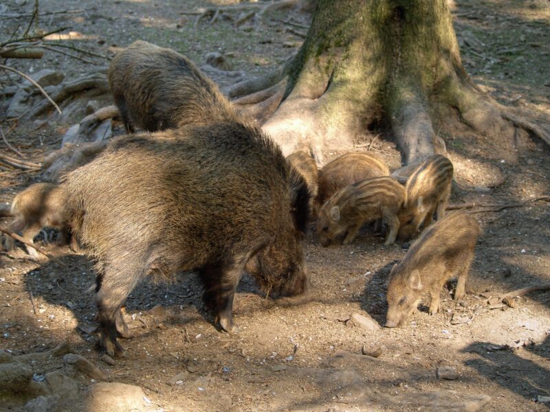 Une laie et ses marcassins. Sus scrofa est l’espèce dont descendent tous les cochons domestiques.