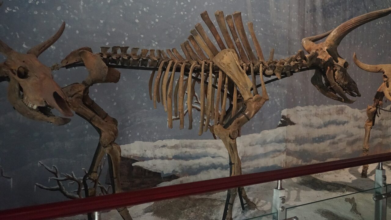 Squelettes fossiles d’aurochs (Bos primigenius) au musée de Suihua, dans la plaine de Songnen (Heilongjiang, Chine du Nord-Est), la région dont les aurochs sont les plus proches parents de ceux de Mongolie orientale.