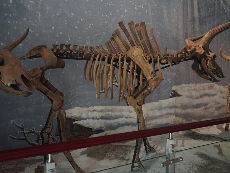 Squelettes fossiles d’aurochs (Bos primigenius) au musée de Suihua, dans la plaine de Songnen (Heilongjiang, Chine du Nord-Est), la région dont les aurochs sont les plus proches parents de ceux de Mongolie orientale.