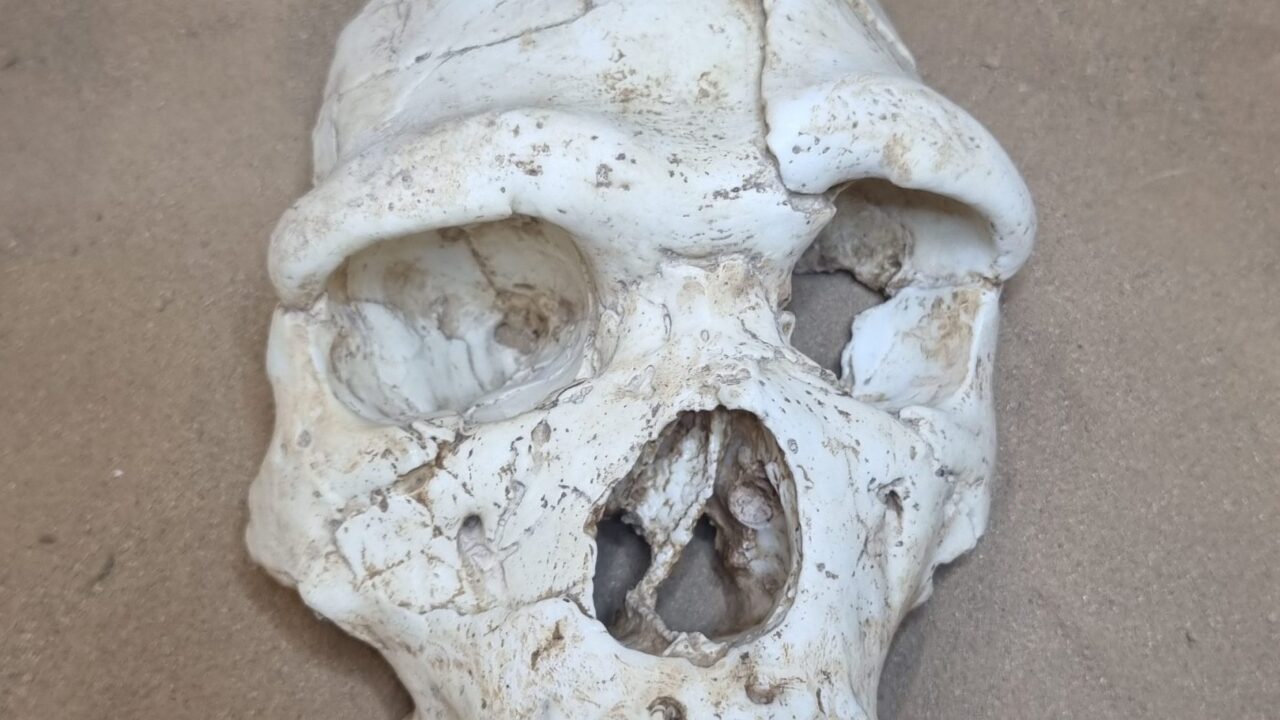 Moulage : Homo heidelbergensis, Face Arago 21 non reconstitué