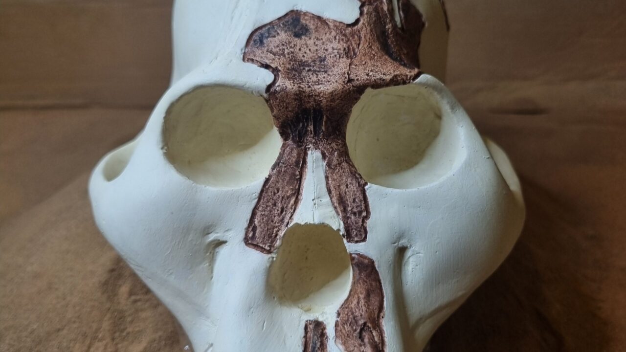 Moulage : Australopithecus africanus, Crâne STW 252