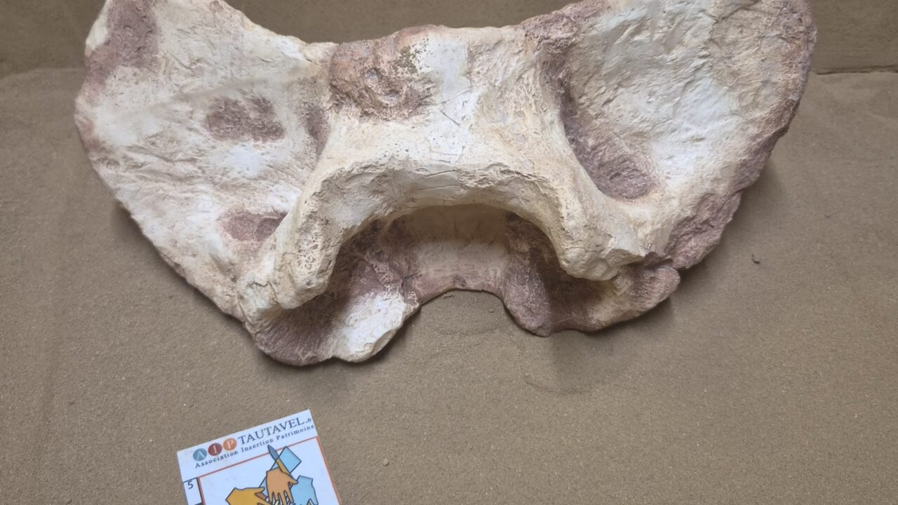 Moulage : Atlas bison