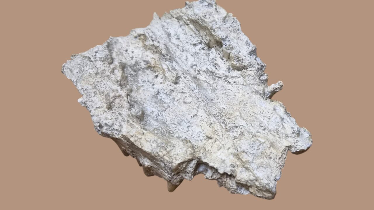 Moulage : Fragment maxillaire bœuf musqué