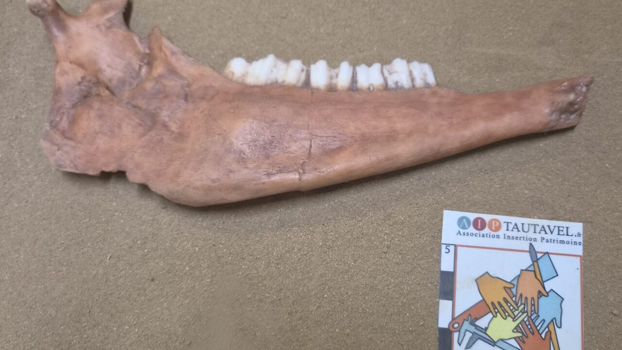 Moulage : Hémi mandibule bouquetin