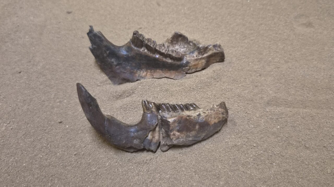 Moulage : Mandibule castor